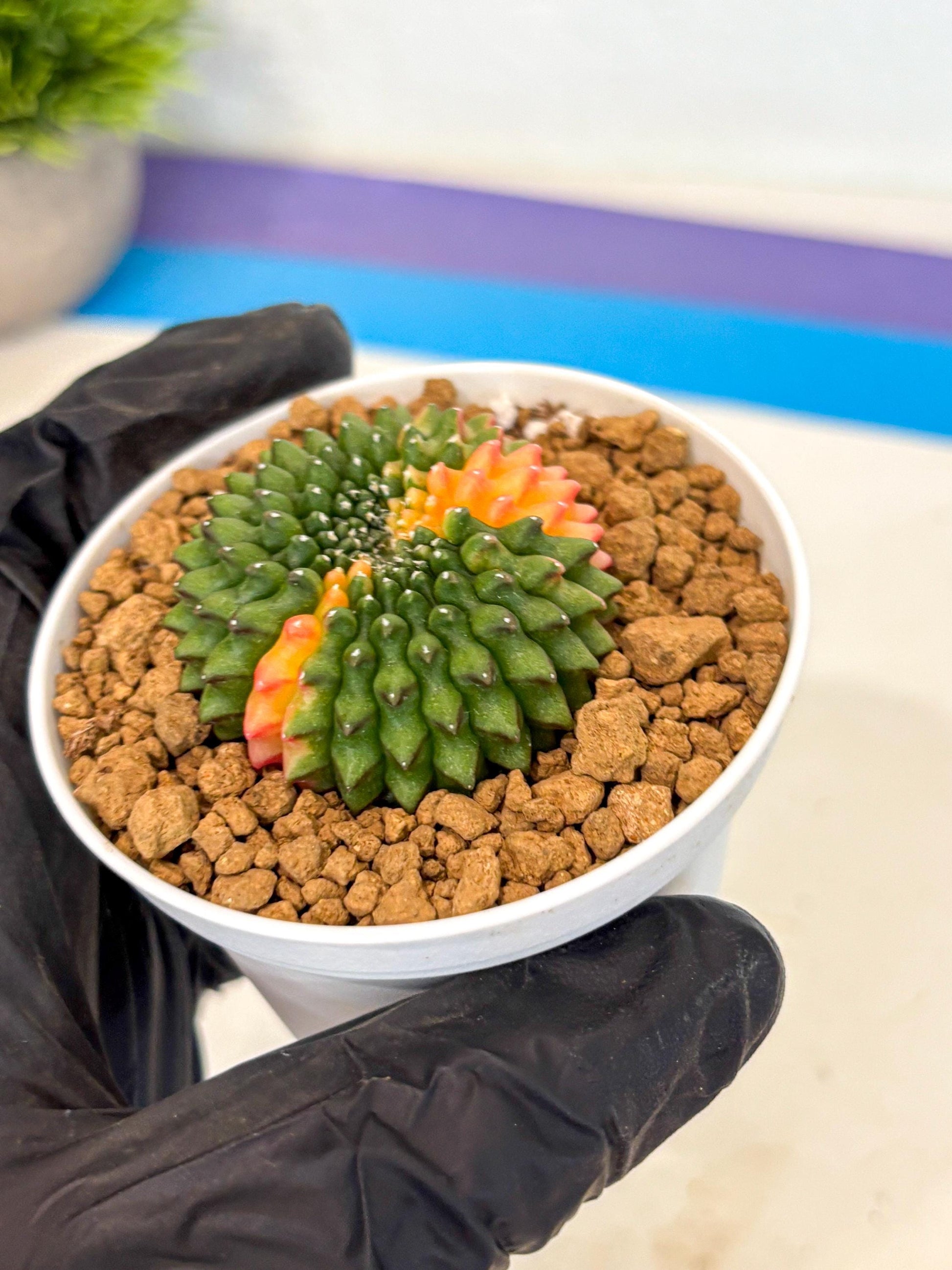 Gymnocalycium Inermis Cristata (gy9) (g4) | Variegated Cactus