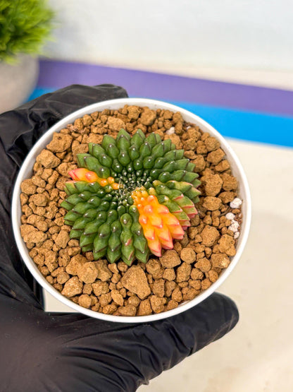 Gymnocalycium Inermis Cristata (gy9) (g4) | Variegated Cactus