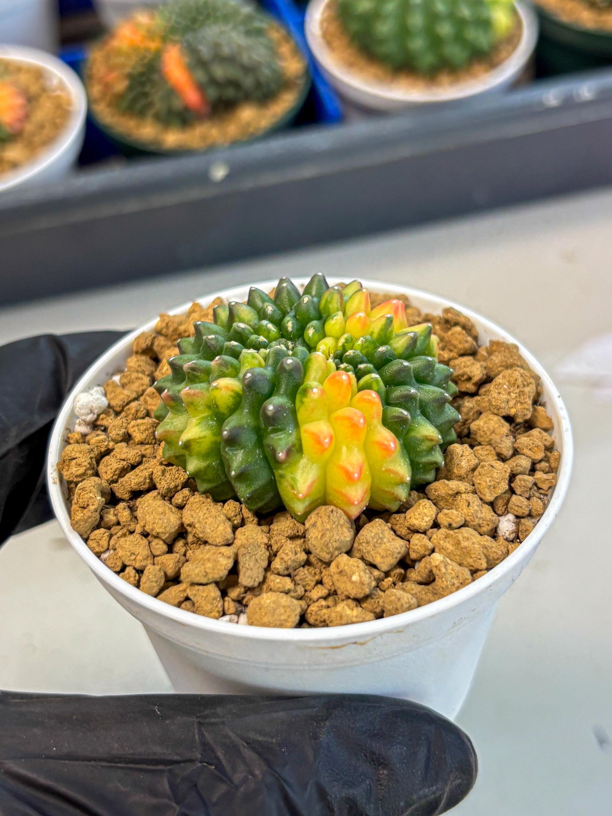 Gymnocalycium Inermis Cristata (gy9) (g5) | Variegated Cactus