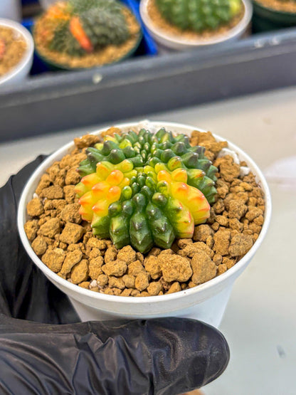 Gymnocalycium Inermis Cristata (gy9) (g5) | Variegated Cactus