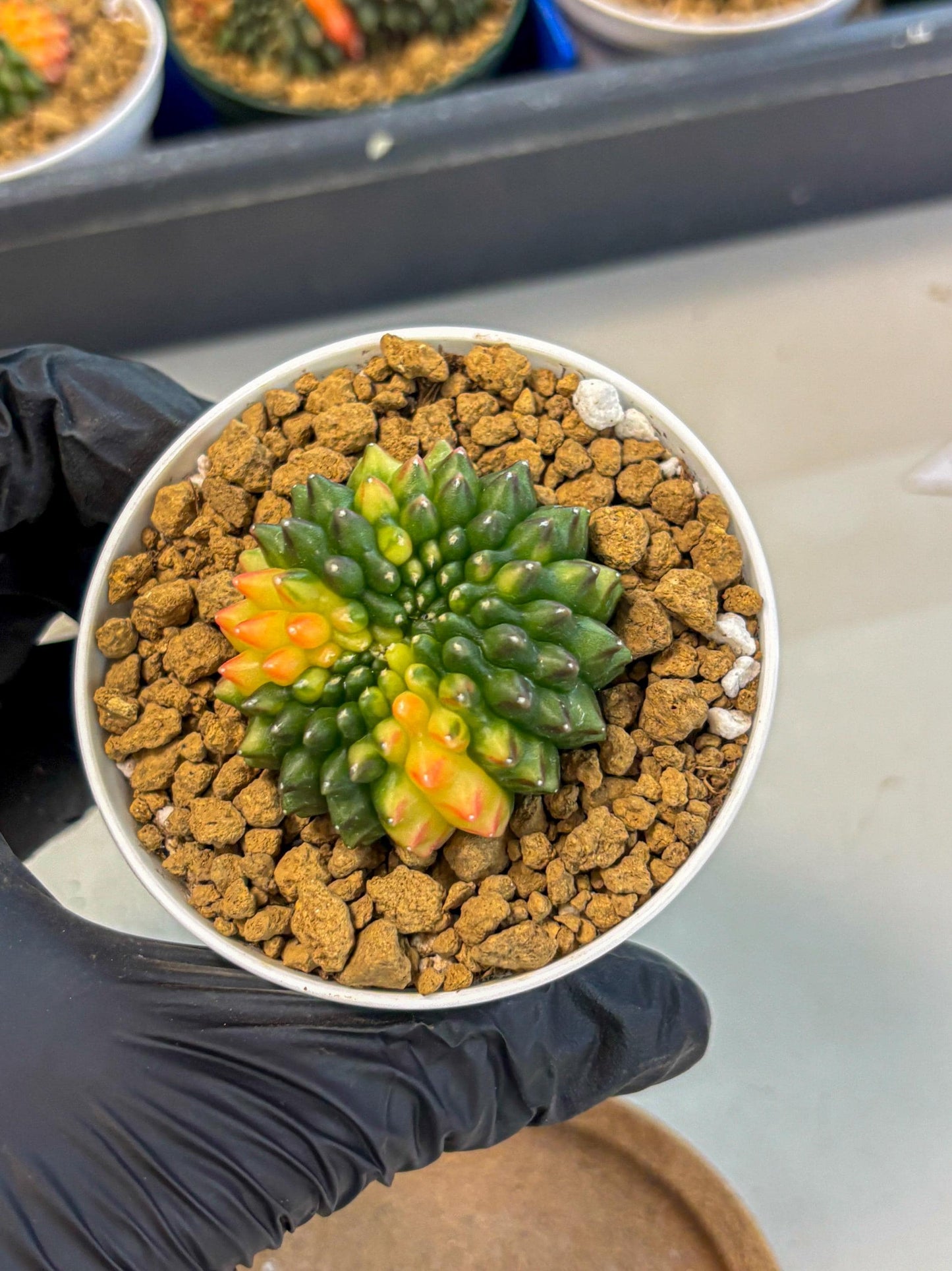 Gymnocalycium Inermis Cristata (gy9) (g5) | Variegated Cactus