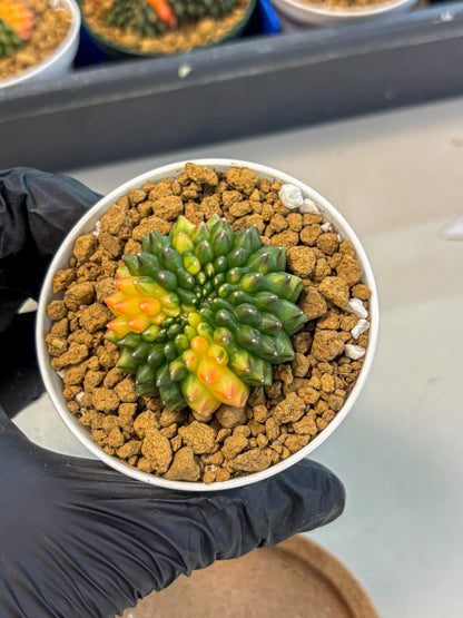 Gymnocalycium Inermis Cristata (gy9) (g5) | Variegated Cactus