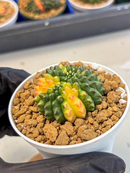 Gymnocalycium Inermis Cristata (gy9) (g5) | Variegated Cactus