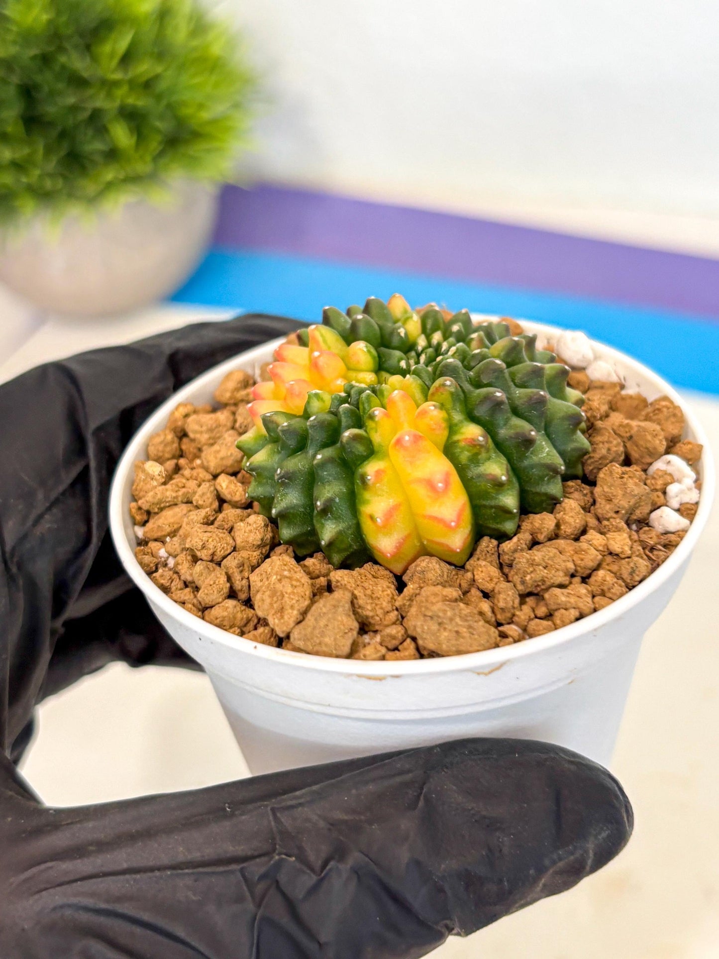 Gymnocalycium Inermis Cristata (gy9) (g5) | Variegated Cactus