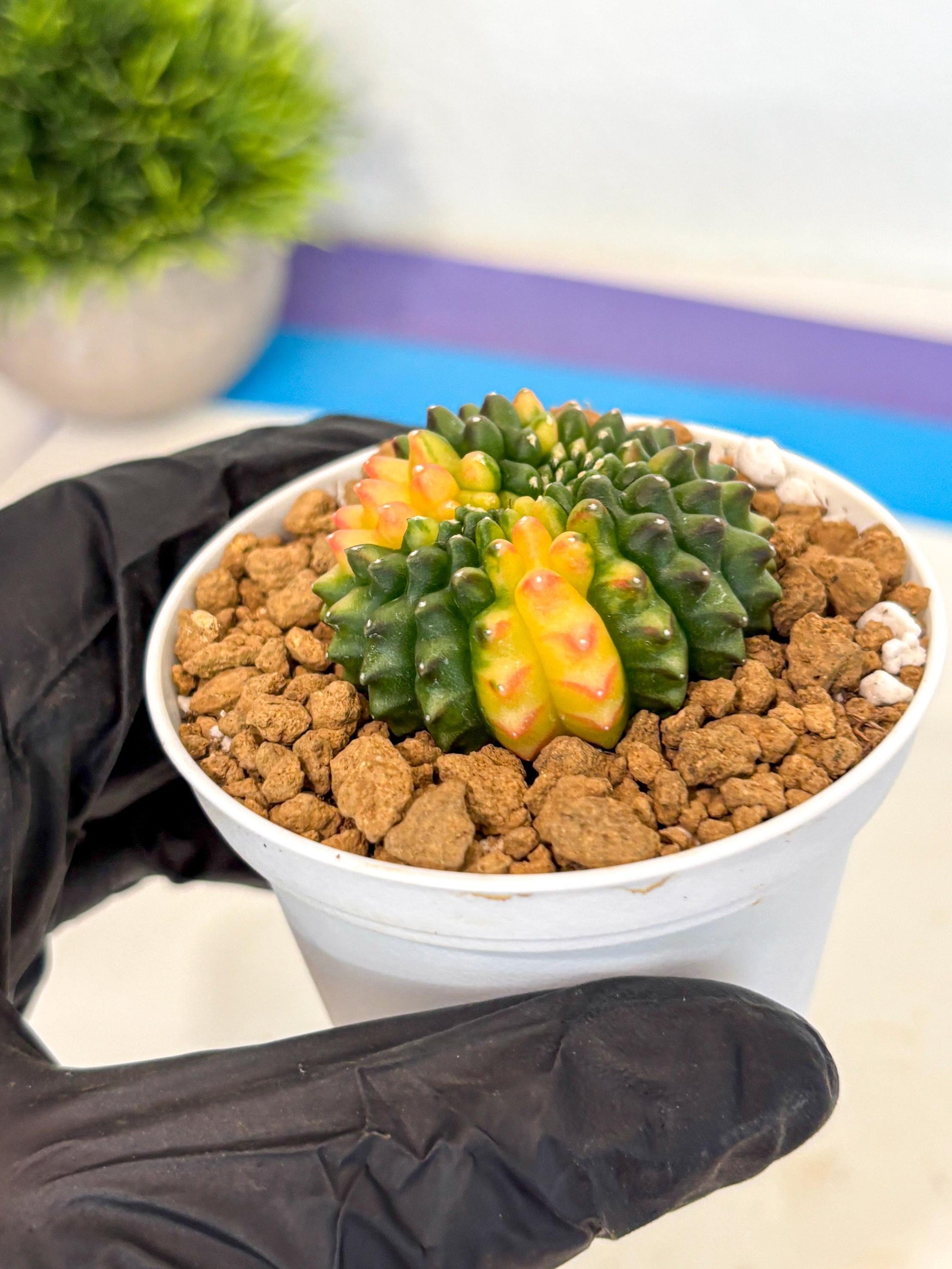 Gymnocalycium Inermis Cristata (gy9) (g5) | Variegated Cactus