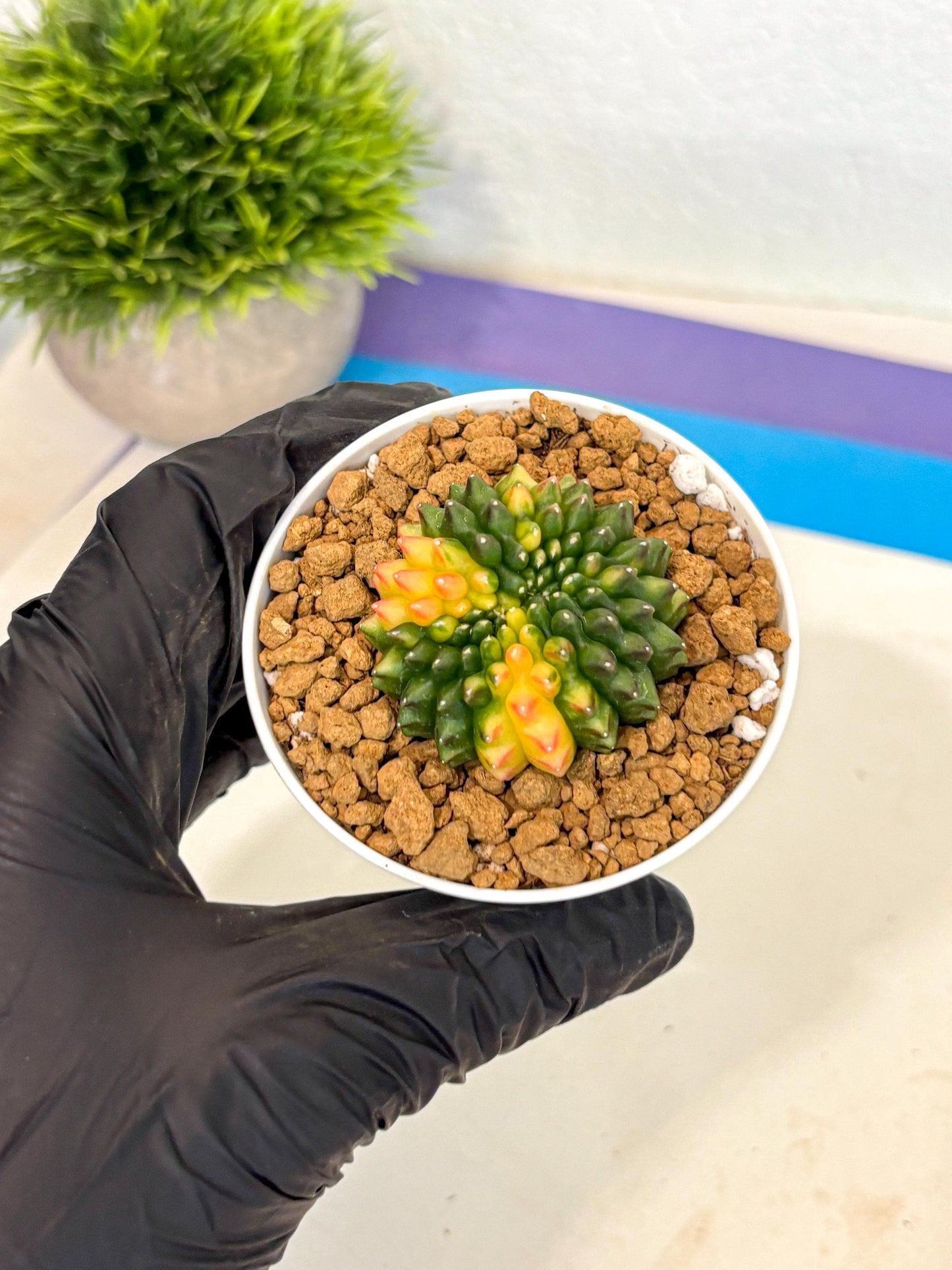 Gymnocalycium Inermis Cristata (gy9) (g5) | Variegated Cactus