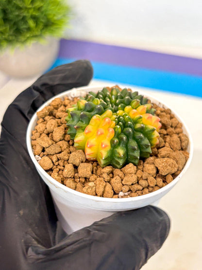 Gymnocalycium Inermis Cristata (gy9) (g5) | Variegated Cactus