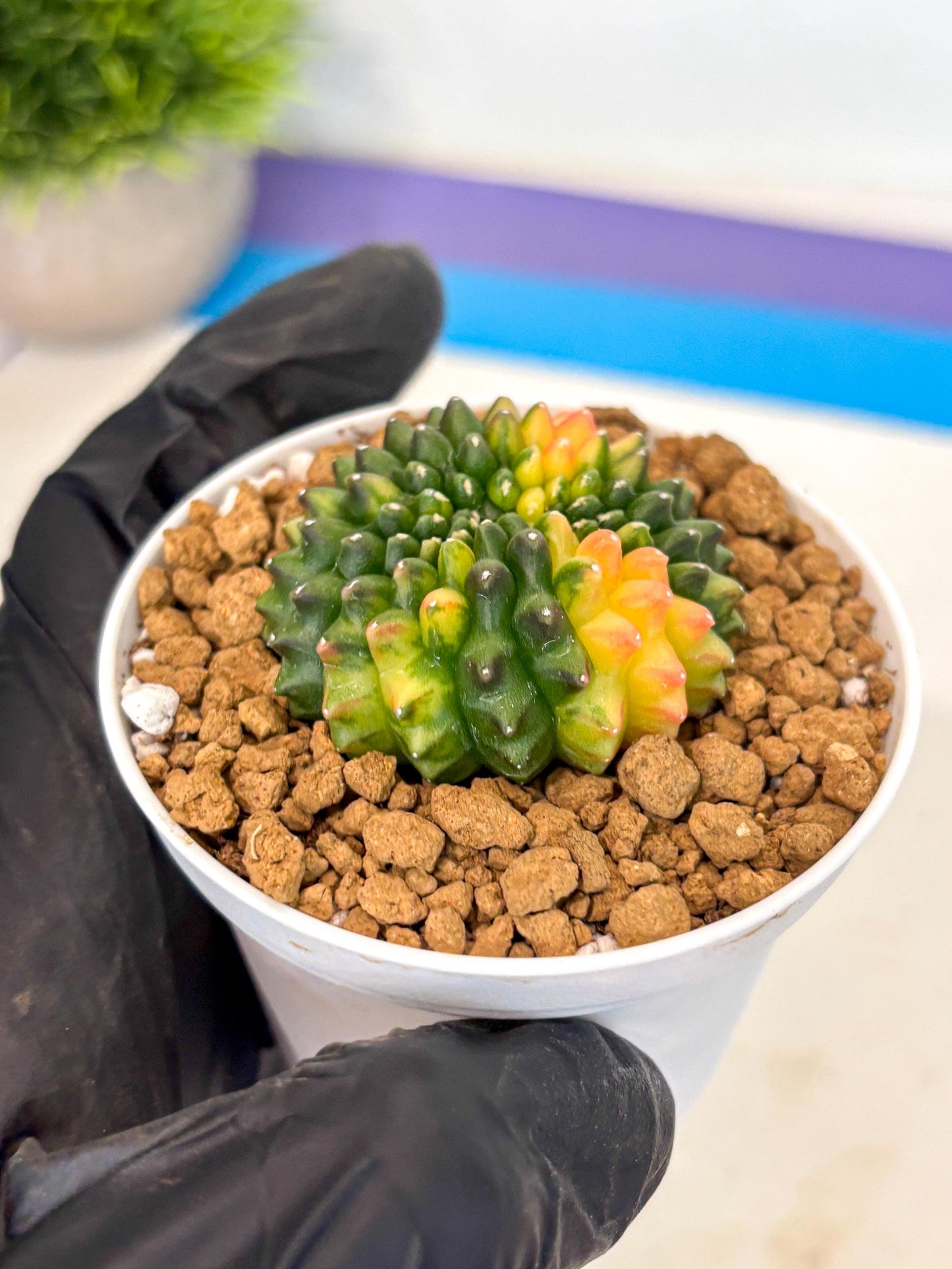 Gymnocalycium Inermis Cristata (gy9) (g5) | Variegated Cactus