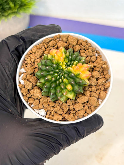 Gymnocalycium Inermis Cristata (gy9) (g5) | Variegated Cactus