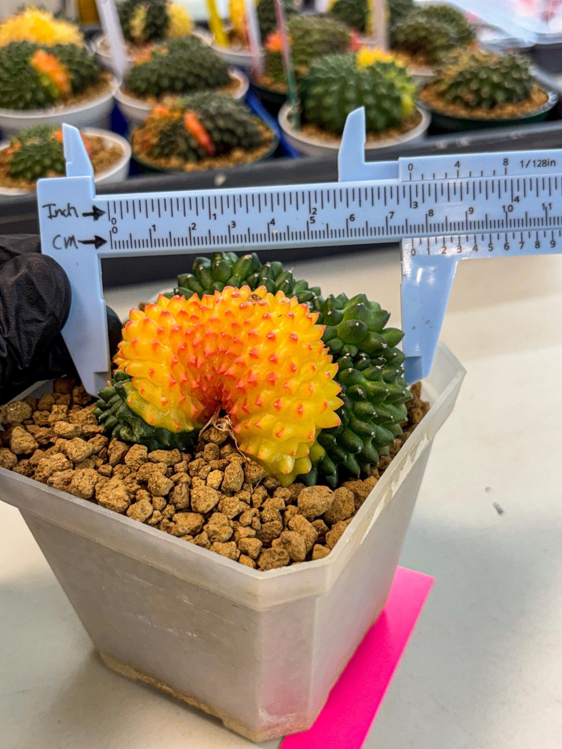 Gymnocalycium Inermis Cristata (gy9) (p) | XL Variegated Cactus