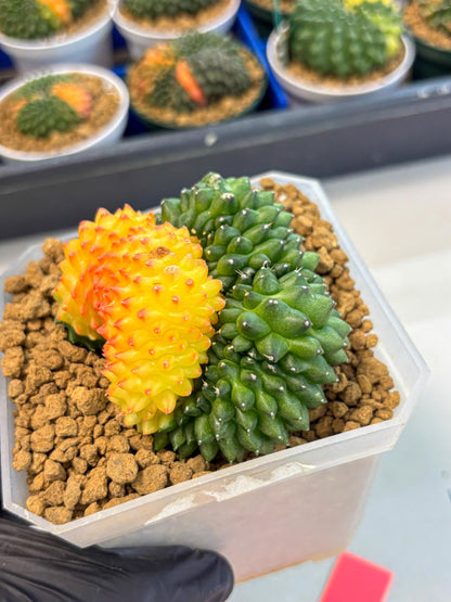 Gymnocalycium Inermis Cristata (gy9) (p) | XL Variegated Cactus