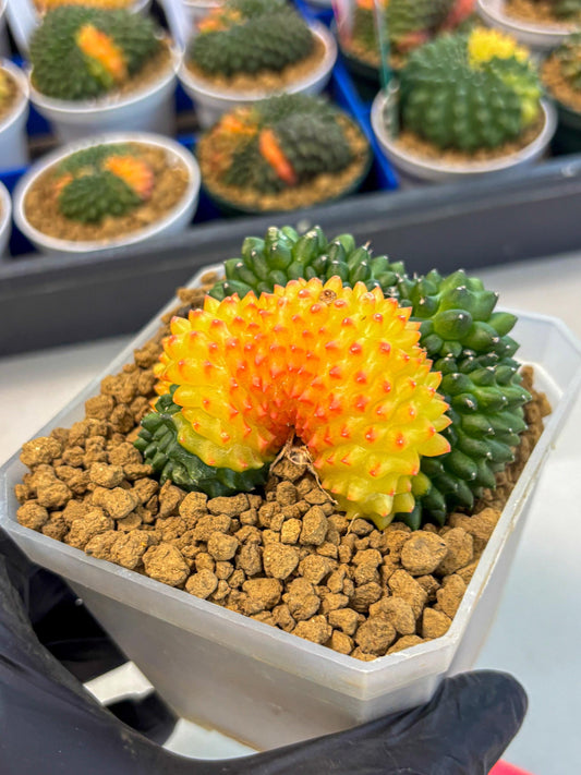 Gymnocalycium Inermis Cristata (gy9) (p) | XL Variegated Cactus