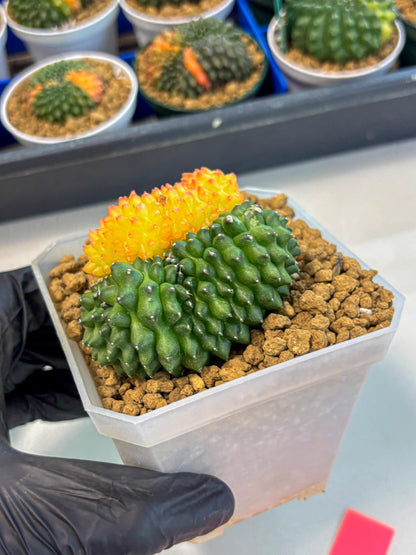 Gymnocalycium Inermis Cristata (gy9) (p) | XL Variegated Cactus