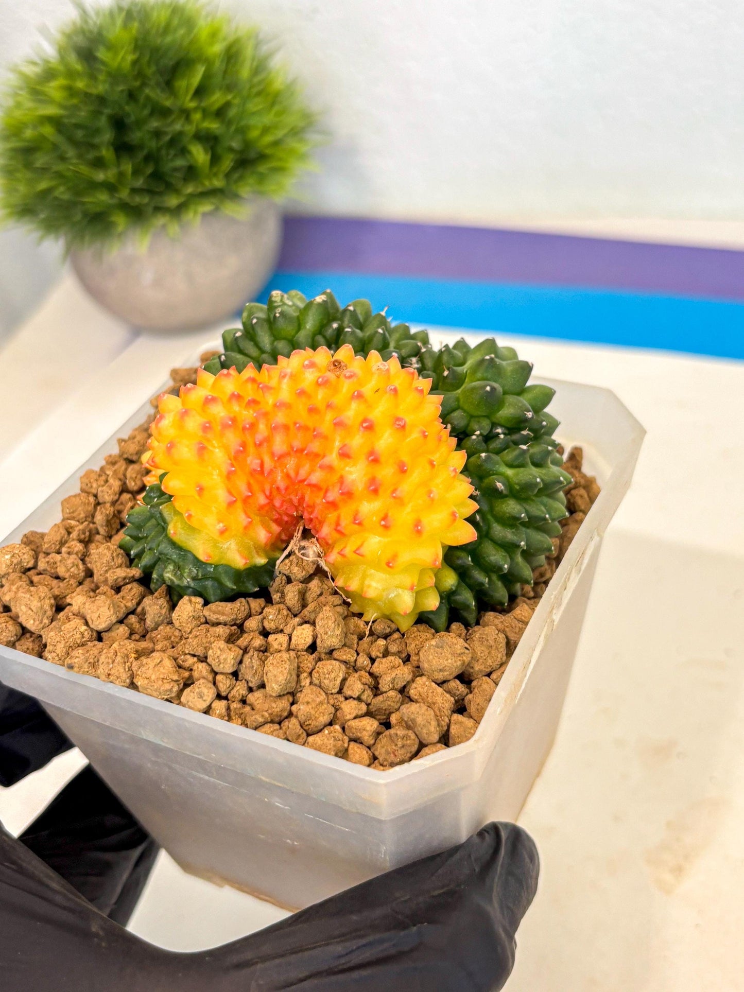 Gymnocalycium Inermis Cristata (gy9) (p) | XL Variegated Cactus