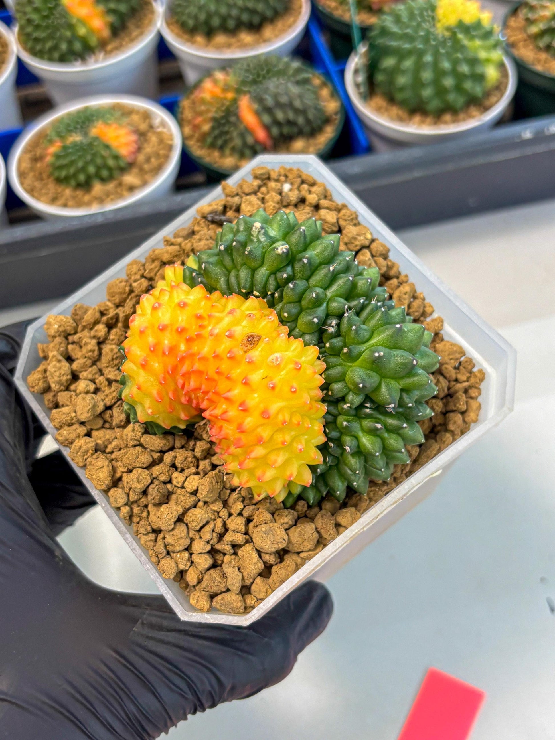 Gymnocalycium Inermis Cristata (gy9) (p) | XL Variegated Cactus