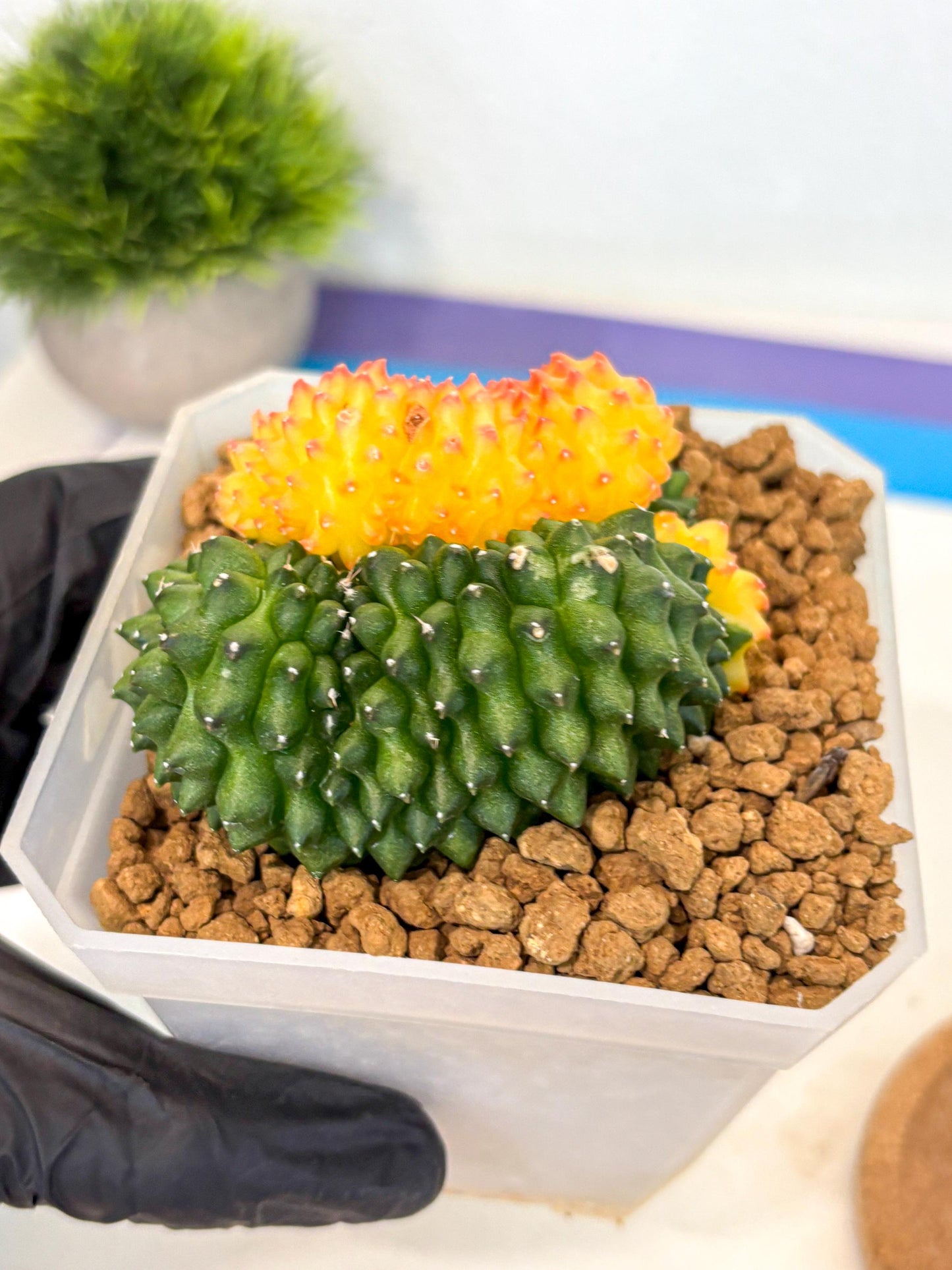 Gymnocalycium Inermis Cristata (gy9) (p) | XL Variegated Cactus