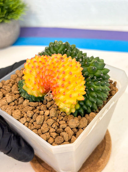 Gymnocalycium Inermis Cristata (gy9) (p) | XL Variegated Cactus
