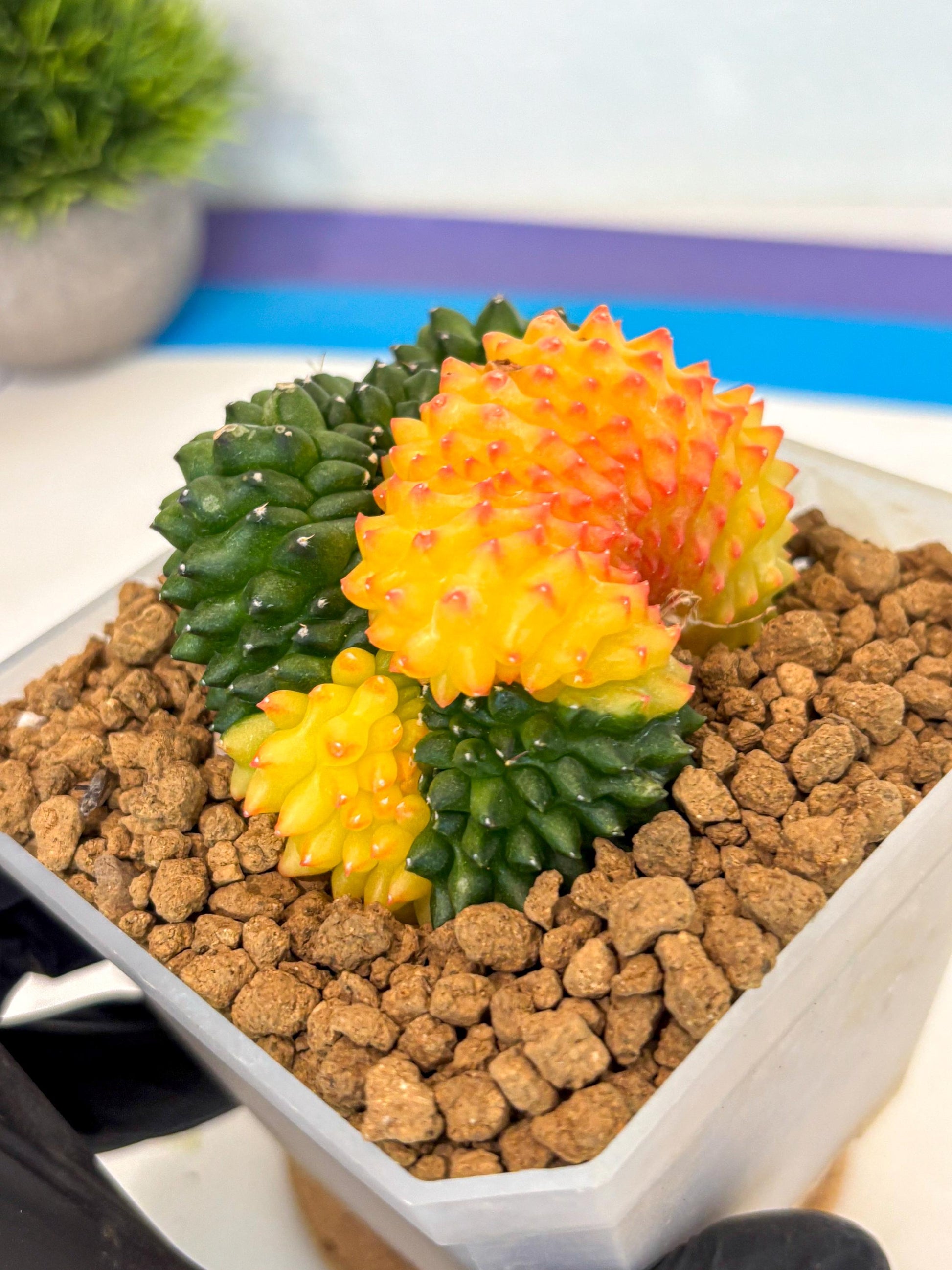 Gymnocalycium Inermis Cristata (gy9) (p) | XL Variegated Cactus