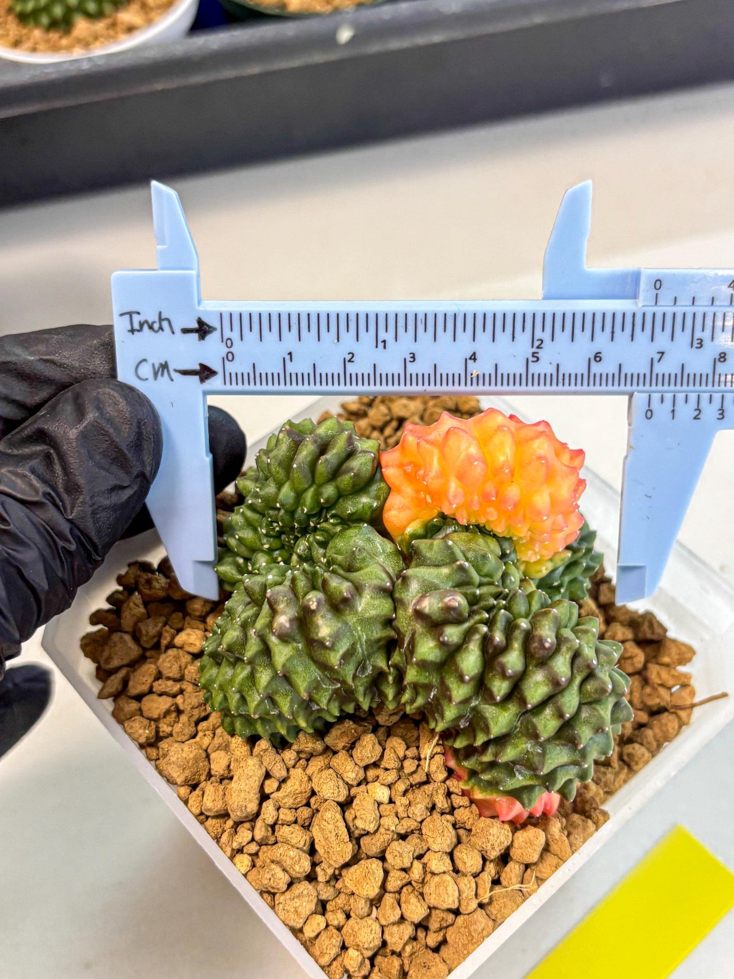 Gymnocalycium Inermis Cristata (gy9) (y) | XL Variegated Cactus