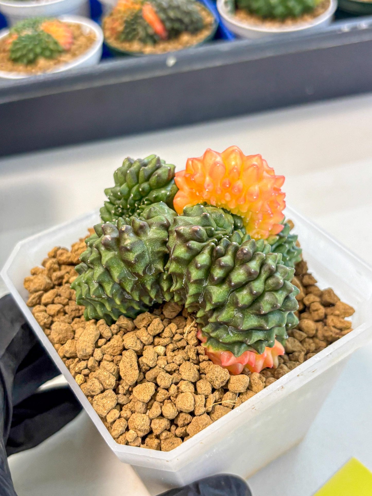Gymnocalycium Inermis Cristata (gy9) (y) | XL Variegated Cactus