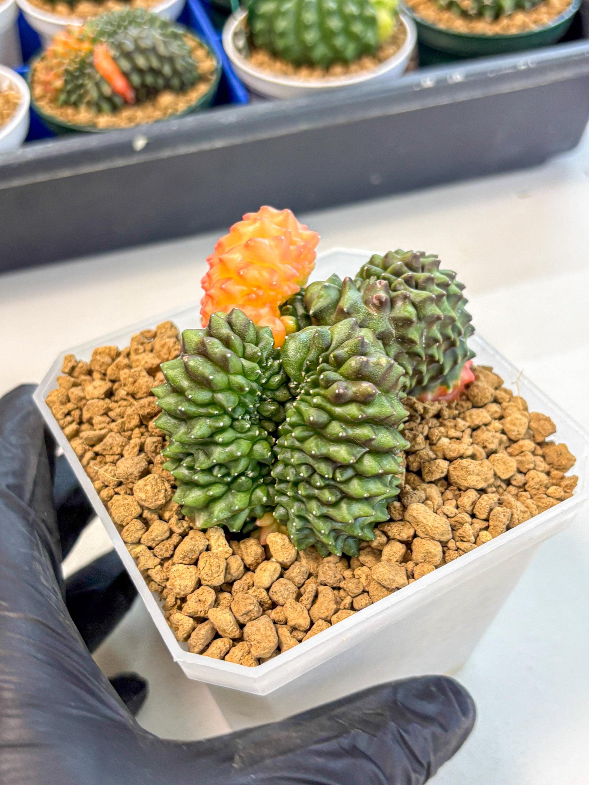 Gymnocalycium Inermis Cristata (gy9) (y) | XL Variegated Cactus