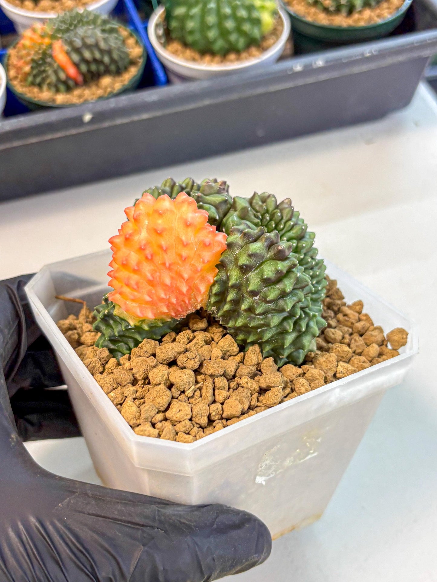 Gymnocalycium Inermis Cristata (gy9) (y) | XL Variegated Cactus