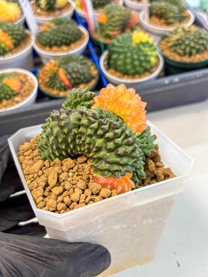 Gymnocalycium Inermis Cristata (gy9) (y) | XL Variegated Cactus