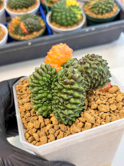 Gymnocalycium Inermis Cristata (gy9) (y) | XL Variegated Cactus