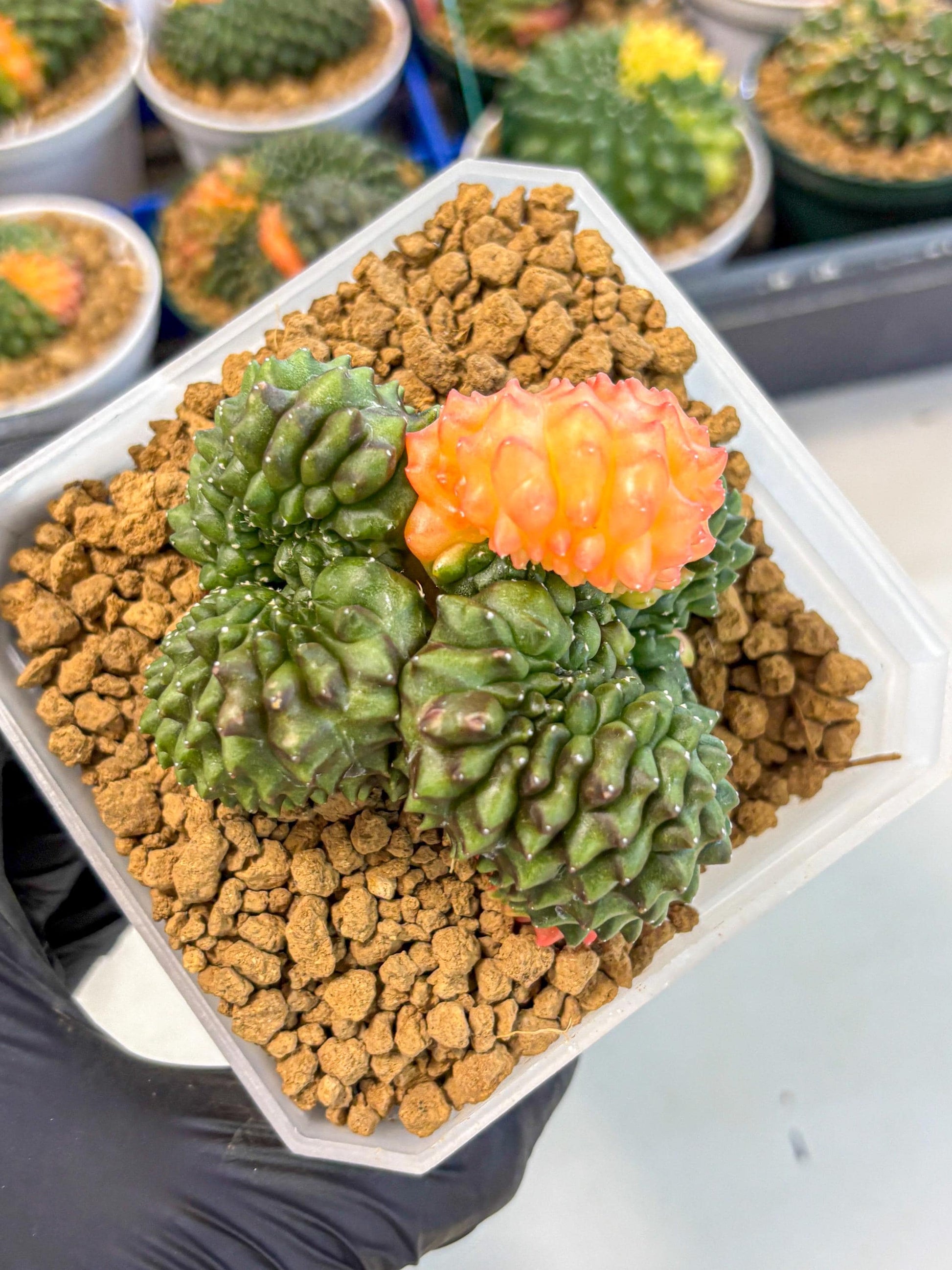 Gymnocalycium Inermis Cristata (gy9) (y) | XL Variegated Cactus