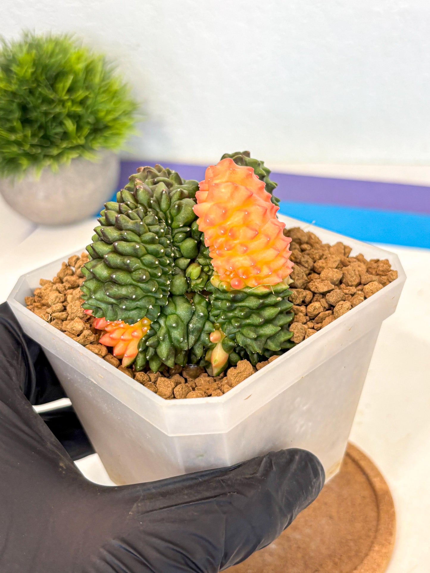Gymnocalycium Inermis Cristata (gy9) (y) | XL Variegated Cactus