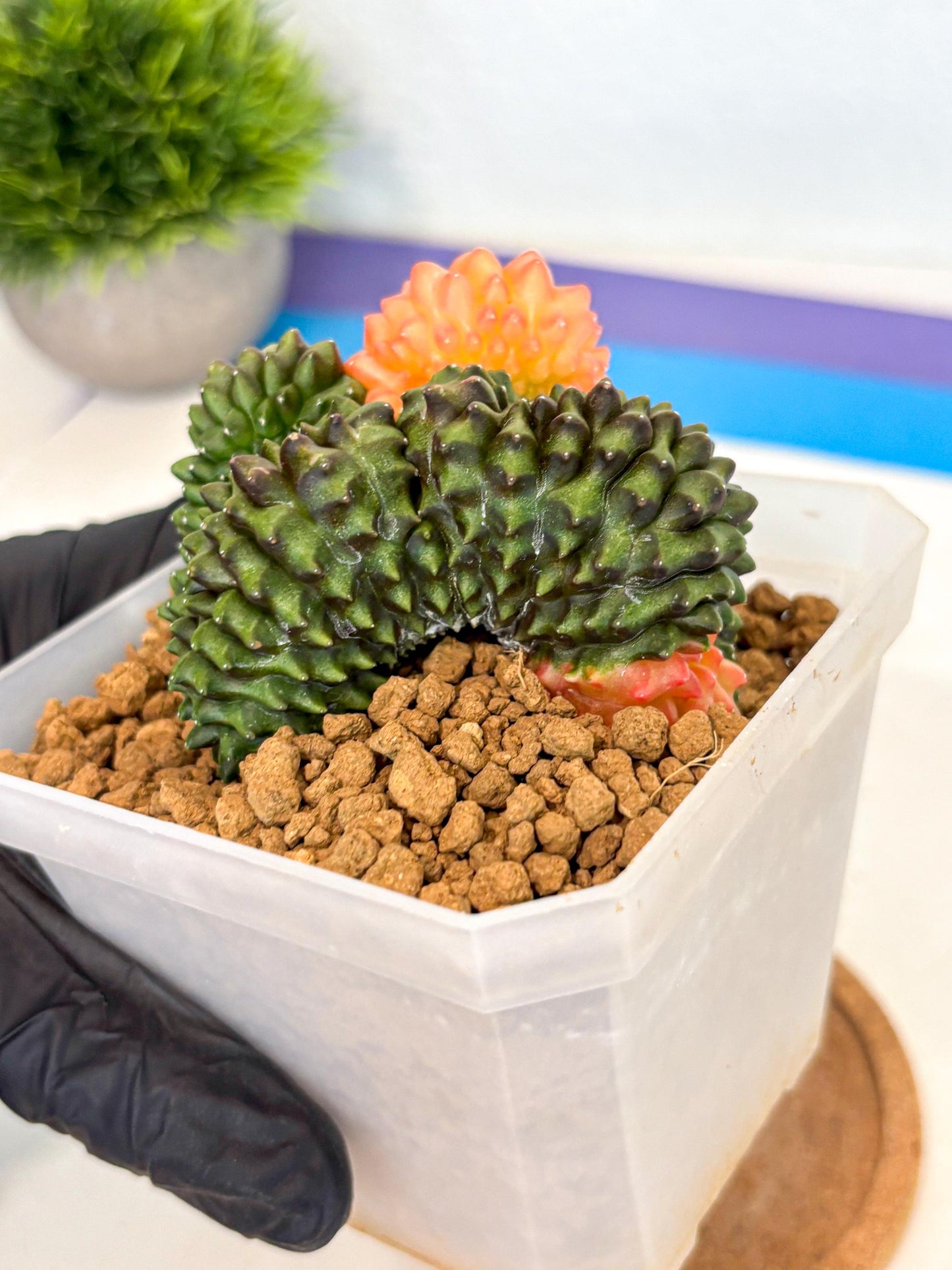 Gymnocalycium Inermis Cristata (gy9) (y) | XL Variegated Cactus