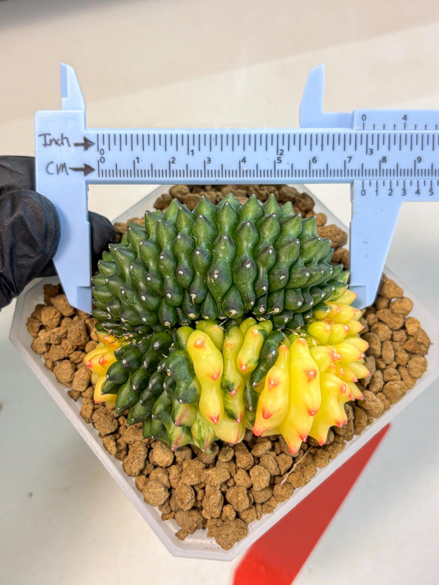 Gymnocalycium Inermis Cristata (gy9) (r) | XL Variegated Cactus