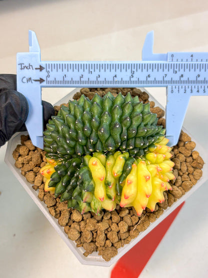 Gymnocalycium Inermis Cristata (gy9) (r) | XL Variegated Cactus
