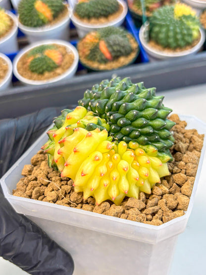 Gymnocalycium Inermis Cristata (gy9) (r) | XL Variegated Cactus