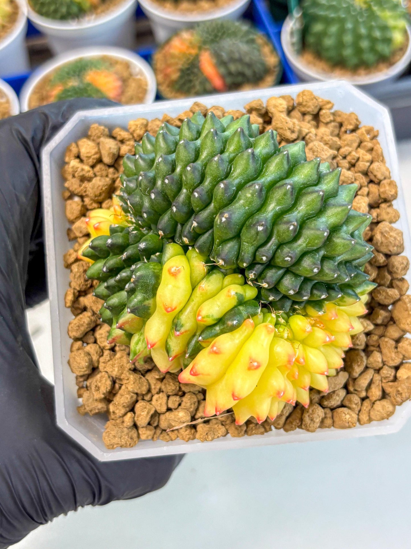 Gymnocalycium Inermis Cristata (gy9) (r) | XL Variegated Cactus