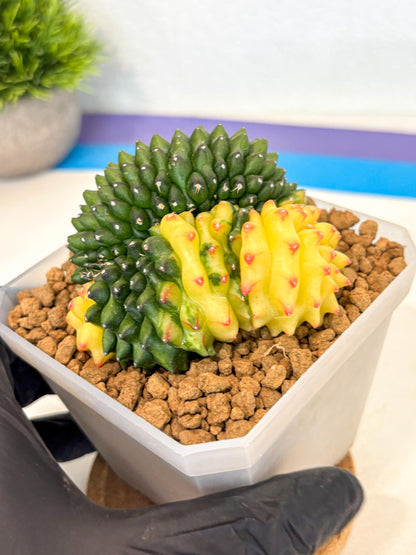 Gymnocalycium Inermis Cristata (gy9) (r) | XL Variegated Cactus