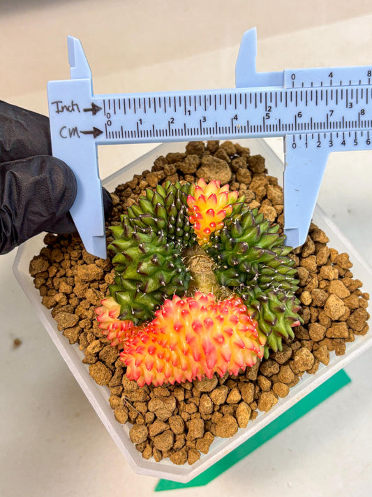 Gymnocalycium Inermis Cristata (gy9) (g) | XL Variegated Cactus