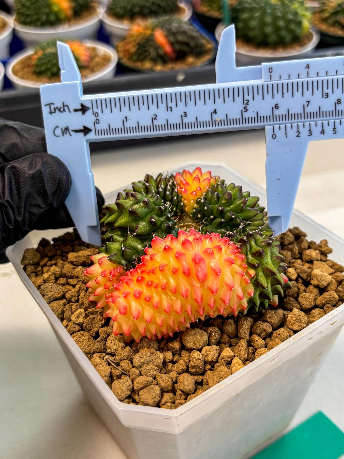 Gymnocalycium Inermis Cristata (gy9) (g) | XL Variegated Cactus