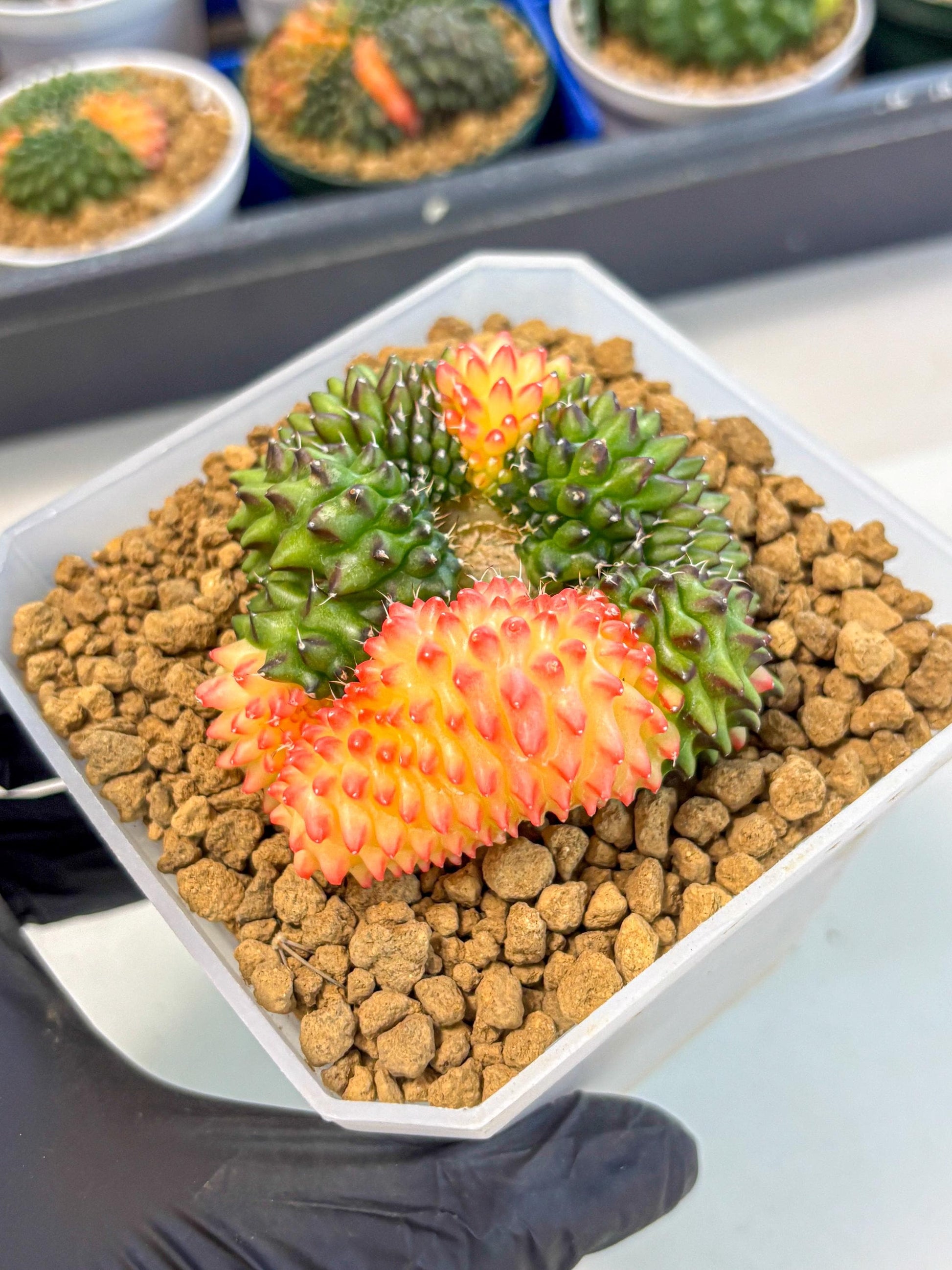 Gymnocalycium Inermis Cristata (gy9) (g) | XL Variegated Cactus