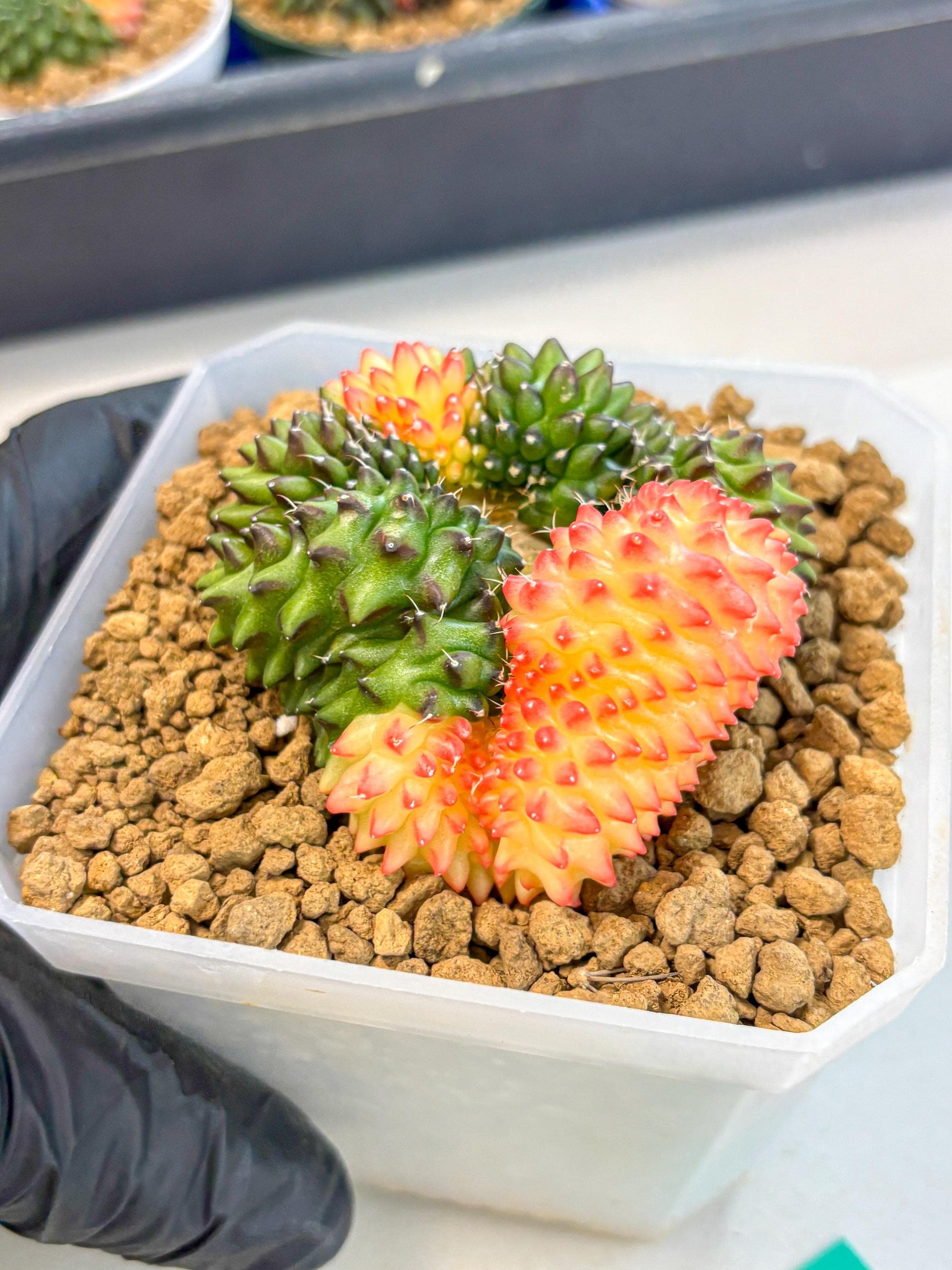 Gymnocalycium Inermis Cristata (gy9) (g) | XL Variegated Cactus