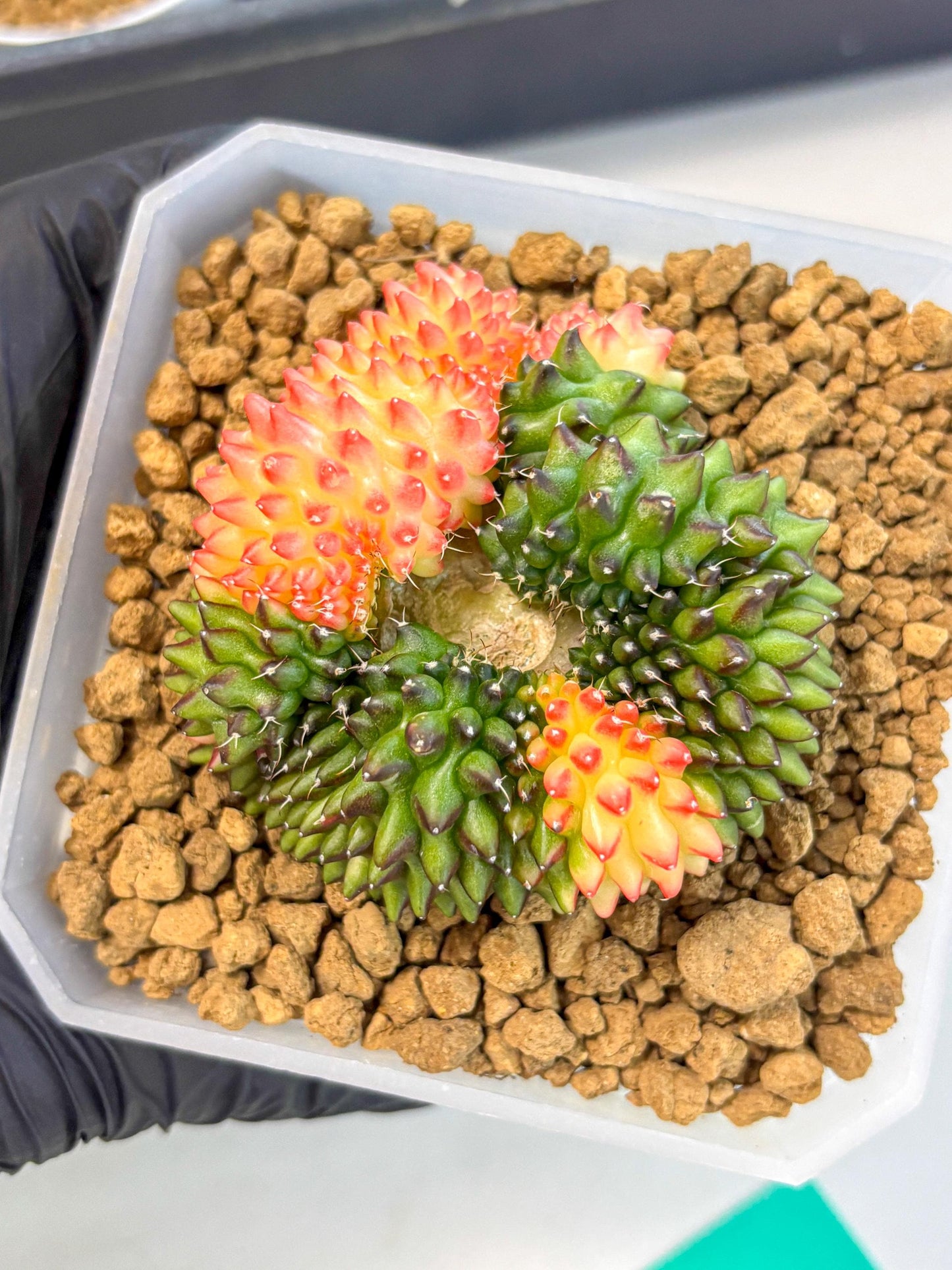 Gymnocalycium Inermis Cristata (gy9) (g) | XL Variegated Cactus