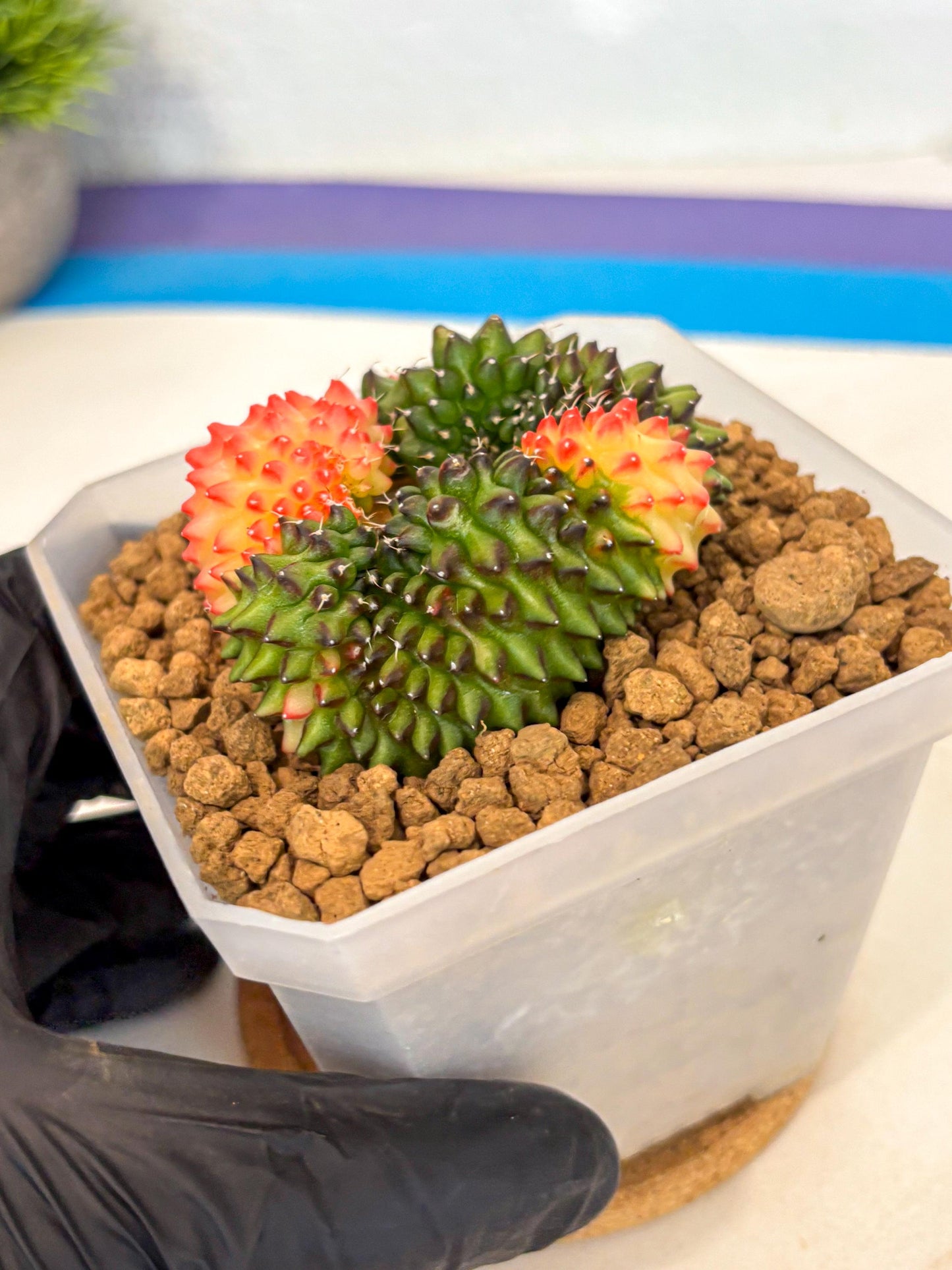 Gymnocalycium Inermis Cristata (gy9) (g) | XL Variegated Cactus