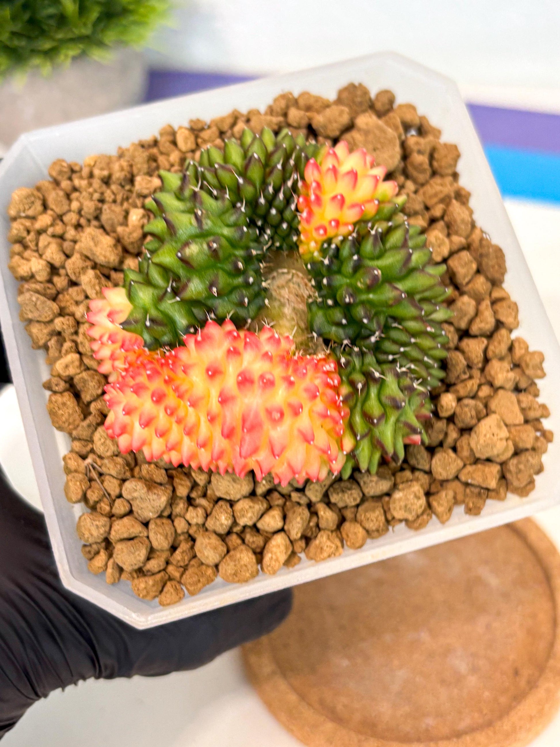 Gymnocalycium Inermis Cristata (gy9) (g) | XL Variegated Cactus