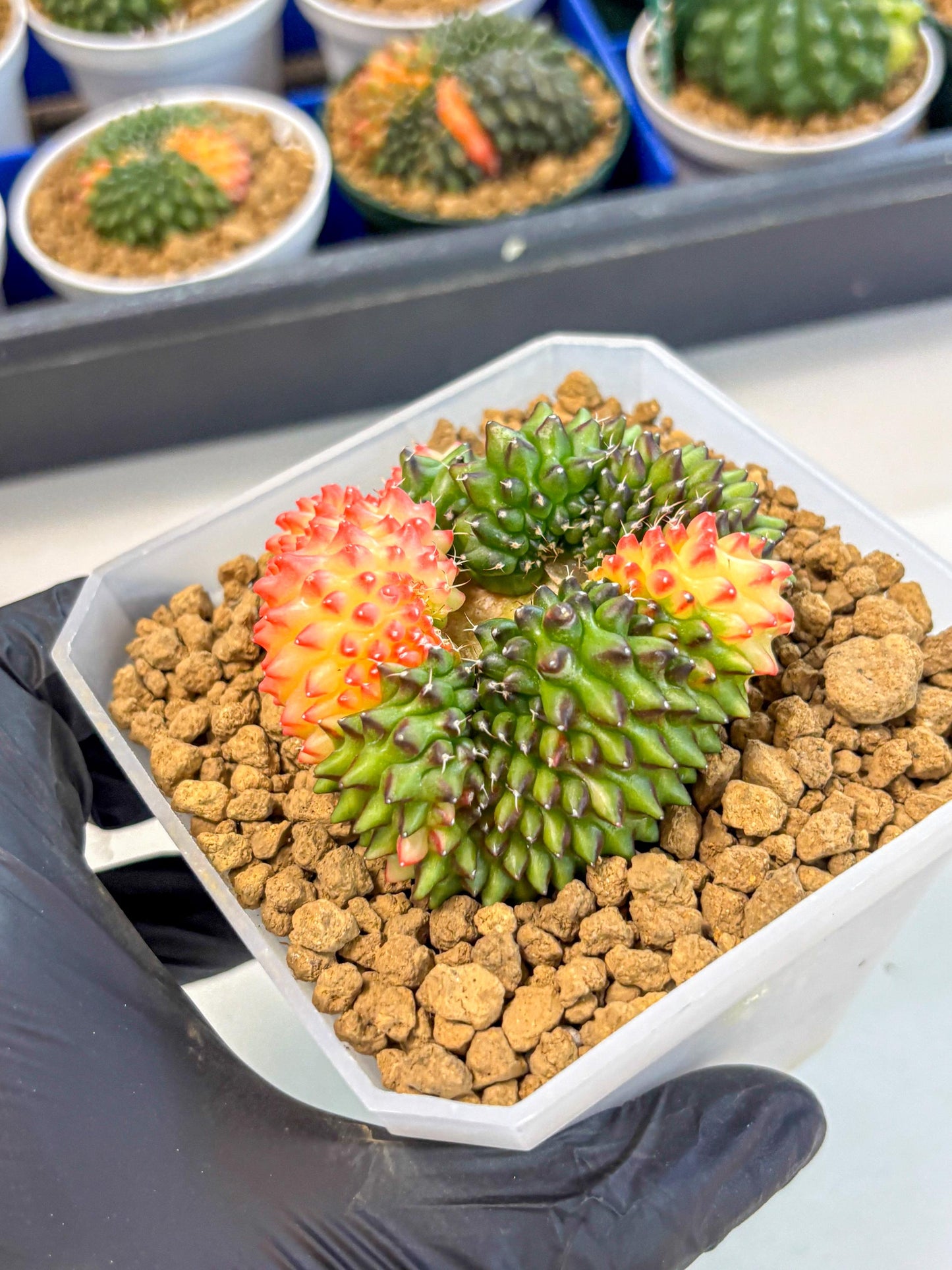 Gymnocalycium Inermis Cristata (gy9) (g) | XL Variegated Cactus