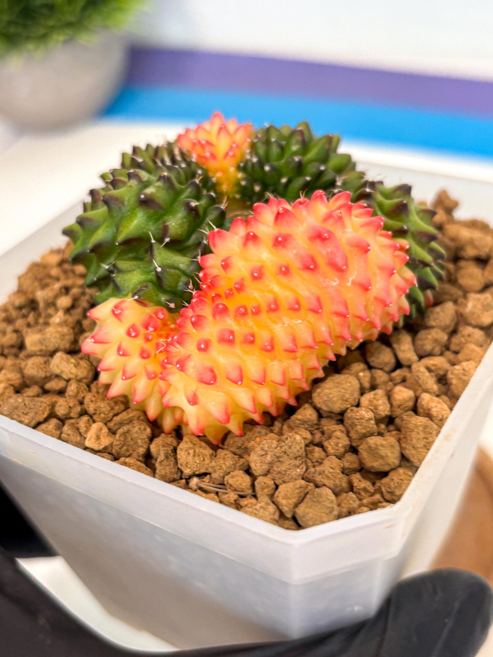 Gymnocalycium Inermis Cristata (gy9) (g) | XL Variegated Cactus