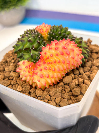 Gymnocalycium Inermis Cristata (gy9) (g) | XL Variegated Cactus