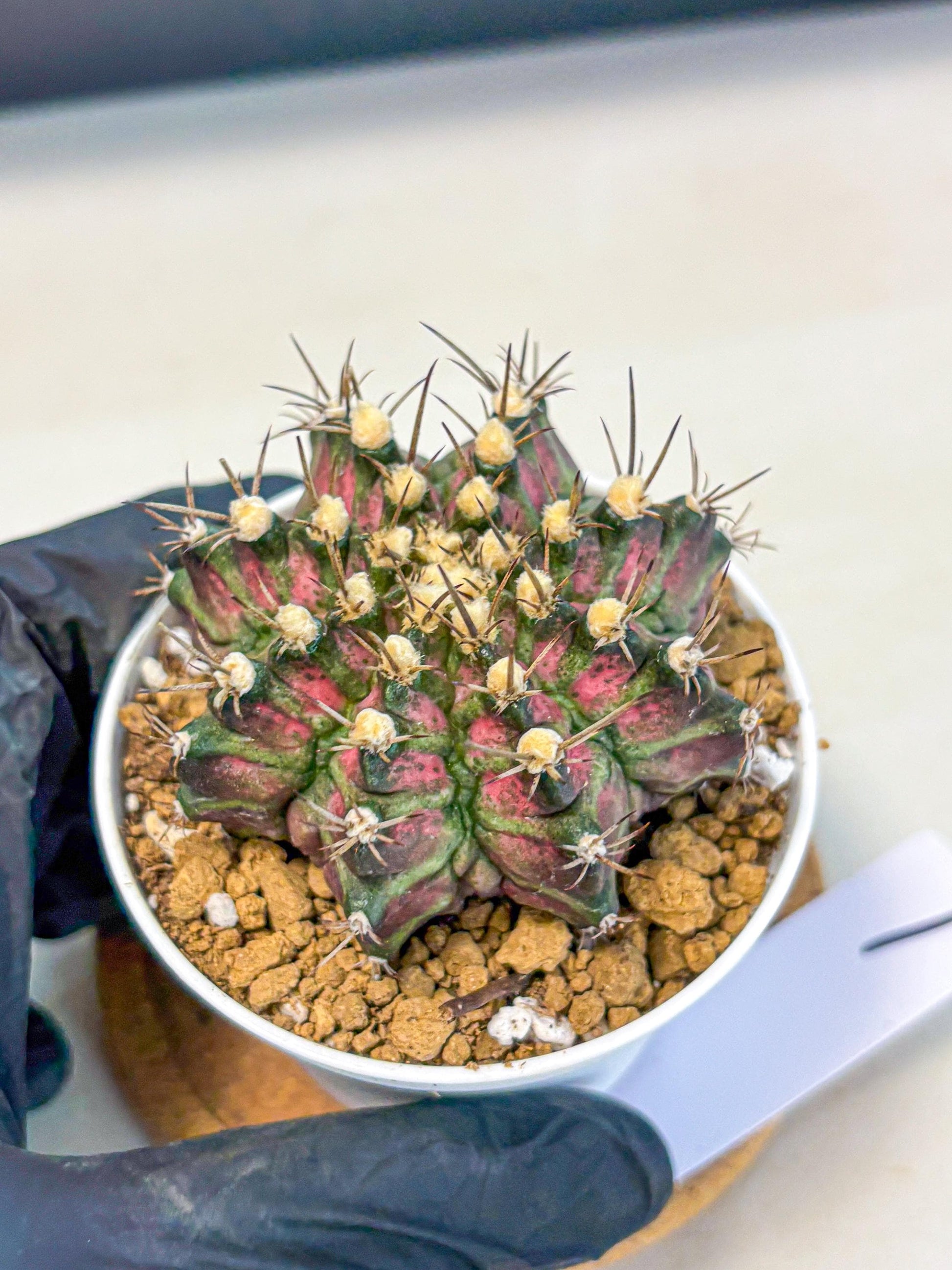 Gymnocalycium T-Rex (gy10) (g1) | Variegated Cactus