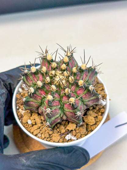 Gymnocalycium T-Rex (gy10) (g1) | Variegated Cactus
