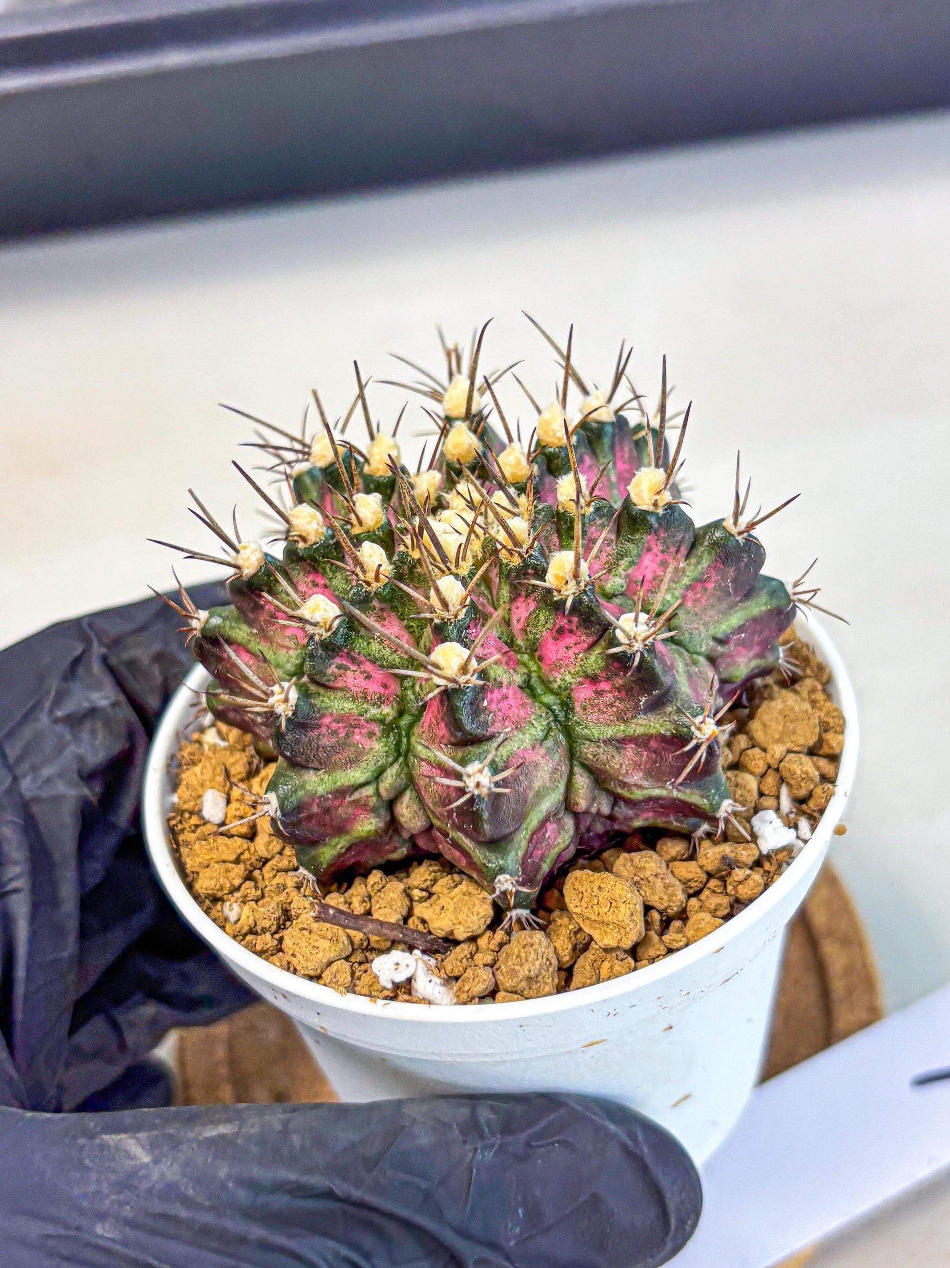 Gymnocalycium T-Rex (gy10) (g1) | Variegated Cactus