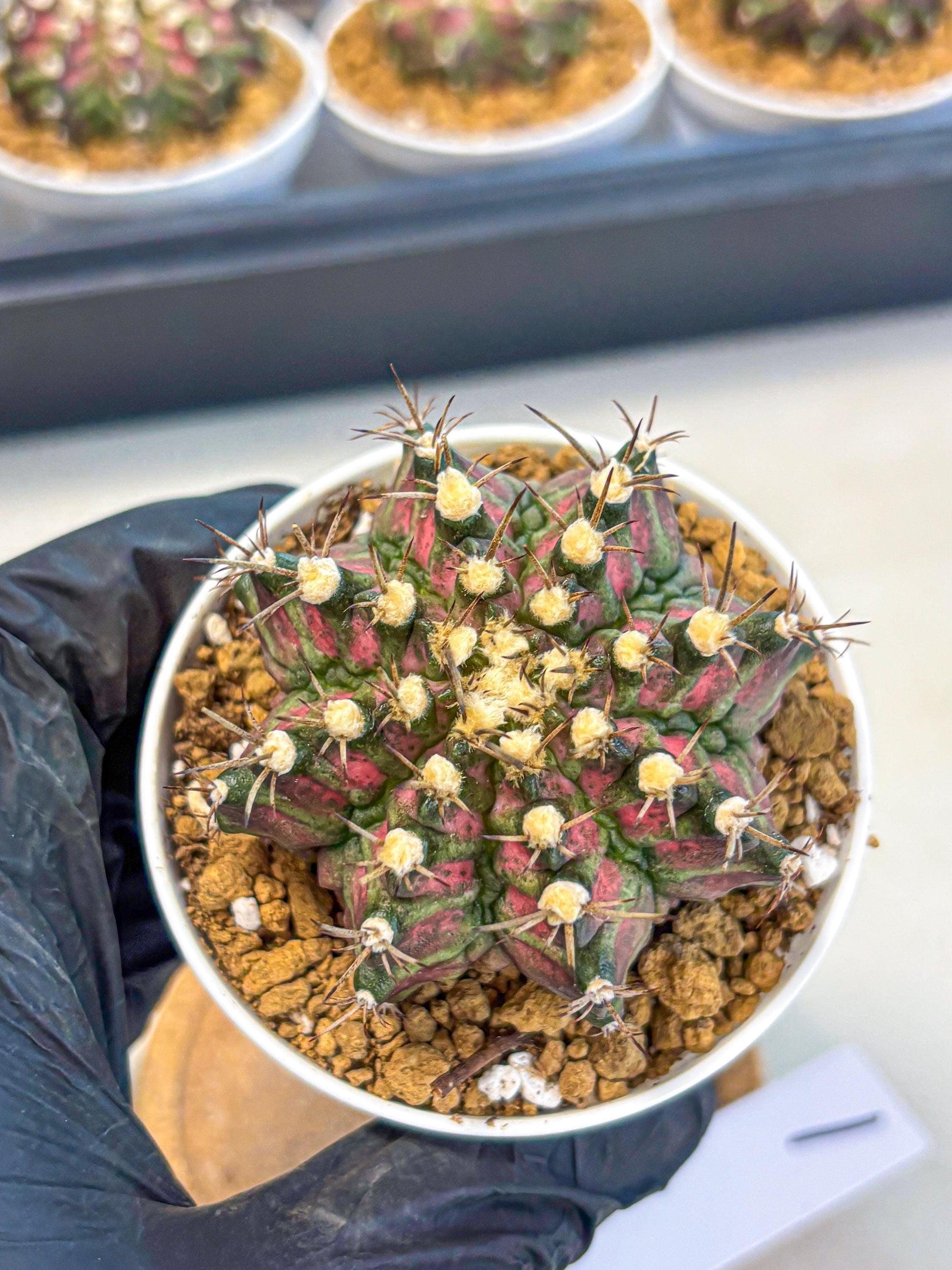 Gymnocalycium T-Rex (gy10) (g1) | Variegated Cactus